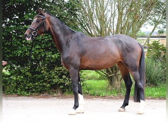 Hannoveraan, Merrie, 3 Jaar, 168 cm, Donkerbruin