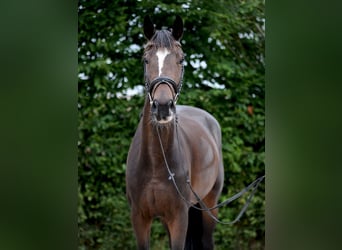 Hannoveraan, Merrie, 3 Jaar, 168 cm, Donkerbruin