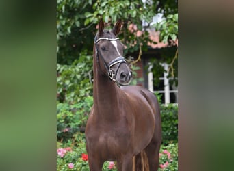 Hannoveraan, Merrie, 3 Jaar, 168 cm, Donkere-vos