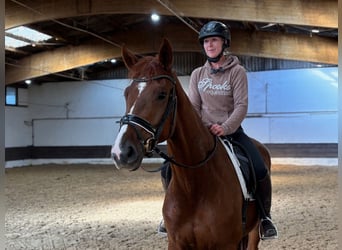 Hannoveraan, Merrie, 3 Jaar, 168 cm, Donkere-vos