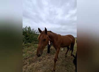 Hannoveraan, Merrie, 3 Jaar, 168 cm, Vos