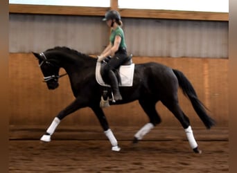 Hannoveraan, Merrie, 3 Jaar, 168 cm, Zwart