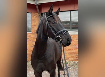 Hannoveraan, Merrie, 3 Jaar, 168 cm, Zwart