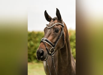 Hannoveraan, Merrie, 3 Jaar, 168 cm, Zwartbruin