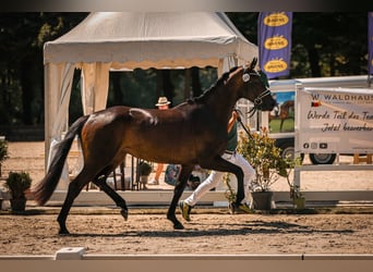 Hannoveraan, Merrie, 3 Jaar, 168 cm, Zwartbruin