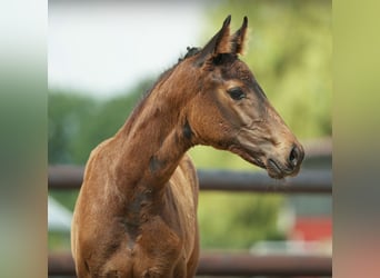 Hannoveraan, Merrie, 3 Jaar, 168 cm, Zwartbruin