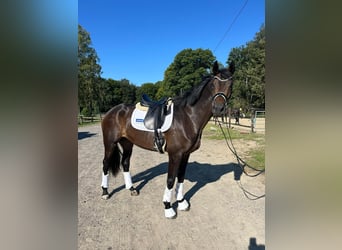 Hannoveraan, Merrie, 3 Jaar, 168 cm, Zwartbruin