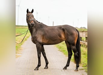 Hannoveraan, Merrie, 3 Jaar, 168 cm, Zwartbruin