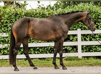 Hannoveraan, Merrie, 3 Jaar, 168 cm, Zwartbruin