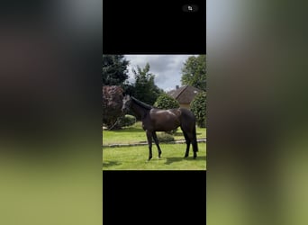 Hannoveraan, Merrie, 3 Jaar, 168 cm, Zwartbruin