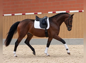 Hannoveraan, Merrie, 3 Jaar, 169 cm, Bruin
