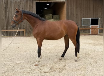 Hannoveraan, Merrie, 3 Jaar, 169 cm, Bruin