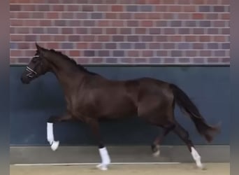Hannoveraan, Merrie, 3 Jaar, 169 cm, Donkere-vos