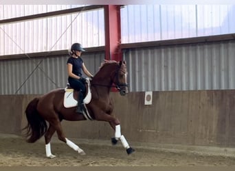 Hannoveraan, Merrie, 3 Jaar, 169 cm, Vos