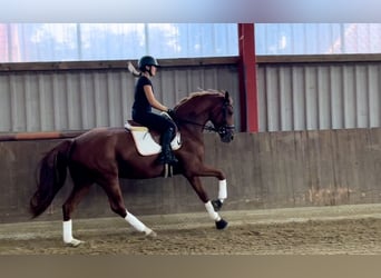 Hannoveraan, Merrie, 3 Jaar, 169 cm, Vos