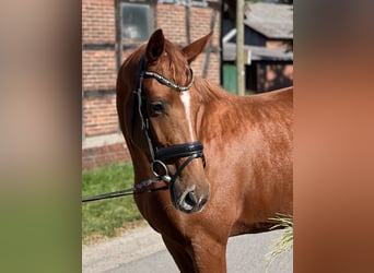 Hannoveraan, Merrie, 3 Jaar, 169 cm, Vos