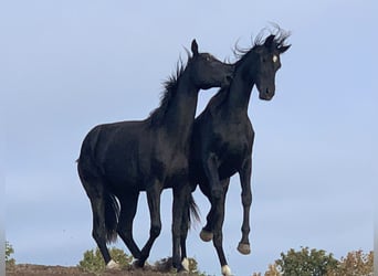 Hannoveraan, Merrie, 3 Jaar, 169 cm, Zwart