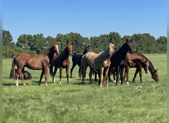 Hannoveraan, Merrie, 3 Jaar, 169 cm, Zwart