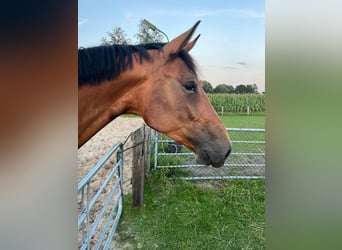 Hannoveraan, Merrie, 3 Jaar, 170 cm, Brauner