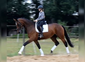 Hannoveraan, Merrie, 3 Jaar, 170 cm, Bruin