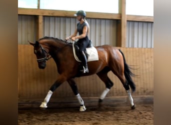 Hannoveraan, Merrie, 3 Jaar, 170 cm, Bruin