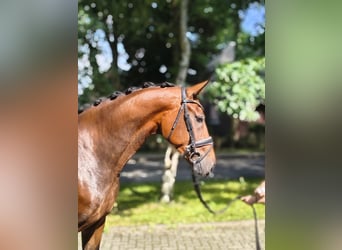 Hannoveraan, Merrie, 3 Jaar, 170 cm, Bruin