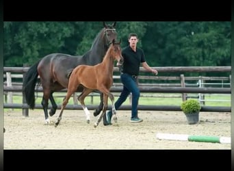 Hannoveraan, Merrie, 3 Jaar, 170 cm, Bruin