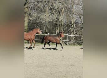 Hannoveraan, Merrie, 3 Jaar, 170 cm, Bruin