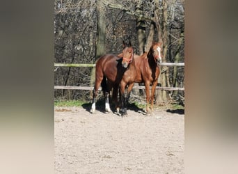 Hannoveraan, Merrie, 3 Jaar, 170 cm, Bruin