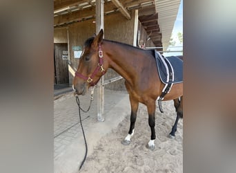 Hannoveraan, Merrie, 3 Jaar, 170 cm, Bruin
