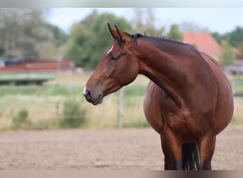 Hannoveraan, Merrie, 3 Jaar, 170 cm, Bruin