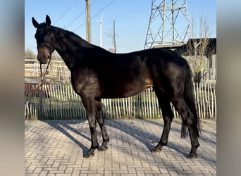 Hannoveraan, Merrie, 3 Jaar, 170 cm, Donkerbruin