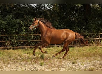 Hannoveraan, Merrie, 3 Jaar, 170 cm, Donkere-vos