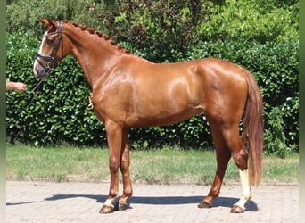 Hannoveraan, Merrie, 3 Jaar, 170 cm, Vos