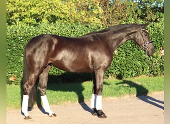 Hannoveraan, Merrie, 3 Jaar, 170 cm, Zwart