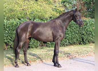 Hannoveraan, Merrie, 3 Jaar, 170 cm, Zwart