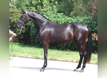 Hannoveraan, Merrie, 3 Jaar, 170 cm, Zwart