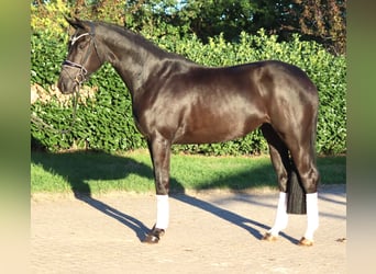 Hannoveraan, Merrie, 3 Jaar, 170 cm, Zwart
