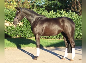 Hannoveraan, Merrie, 3 Jaar, 170 cm, Zwart