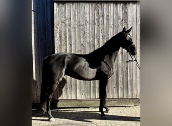 Hannoveraan, Merrie, 3 Jaar, 170 cm, Zwart