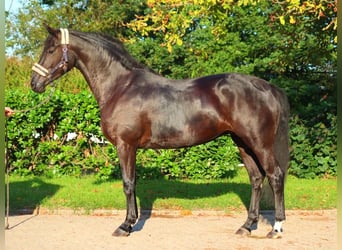 Hannoveraan, Merrie, 3 Jaar, 170 cm, Zwart