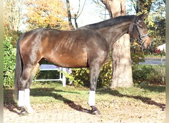 Hannoveraan, Merrie, 3 Jaar, 170 cm, Zwartbruin
