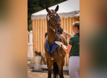 Hannoveraan, Merrie, 3 Jaar, 170 cm, Zwartbruin