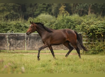 Hannoveraan, Merrie, 3 Jaar, 170 cm, Zwartbruin