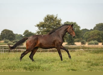 Hannoveraan, Merrie, 3 Jaar, 170 cm, Zwartbruin