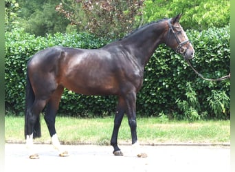 Hannoveraan, Merrie, 3 Jaar, 172 cm, Bruin