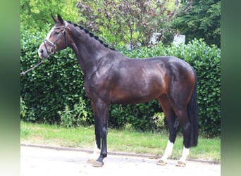 Hannoveraan, Merrie, 3 Jaar, 172 cm, Bruin