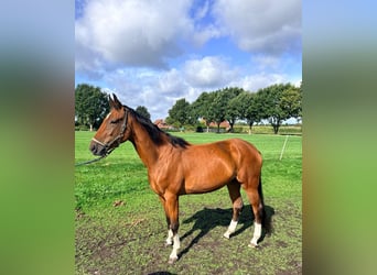 Hannoveraan, Merrie, 3 Jaar, 172 cm, Bruin