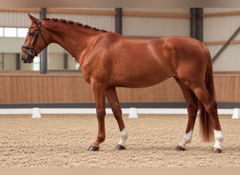 Hannoveraan, Merrie, 3 Jaar, 172 cm, Vos
