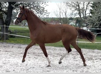 Hannoveraan, Merrie, 3 Jaar, 172 cm, Vos